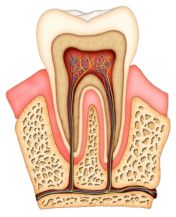 colored illustration of interior of molar tooth showing roots, tissue, nerves and root canals, general dentistry Charlotte, NC