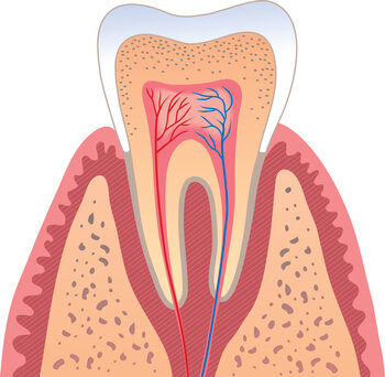 colorful illustration of interior of tooth showing nerves, tissue, and root canals North York, ON dentist