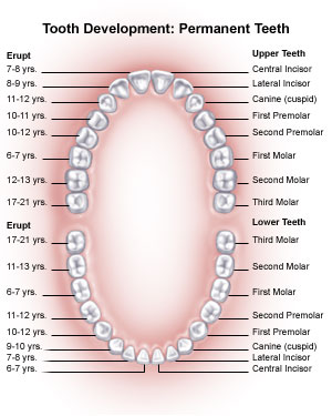 tooth_anatomy_1.jpg