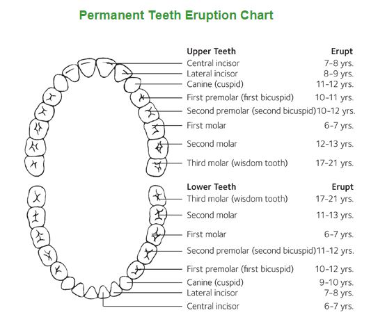 Perm teeth eruption chart