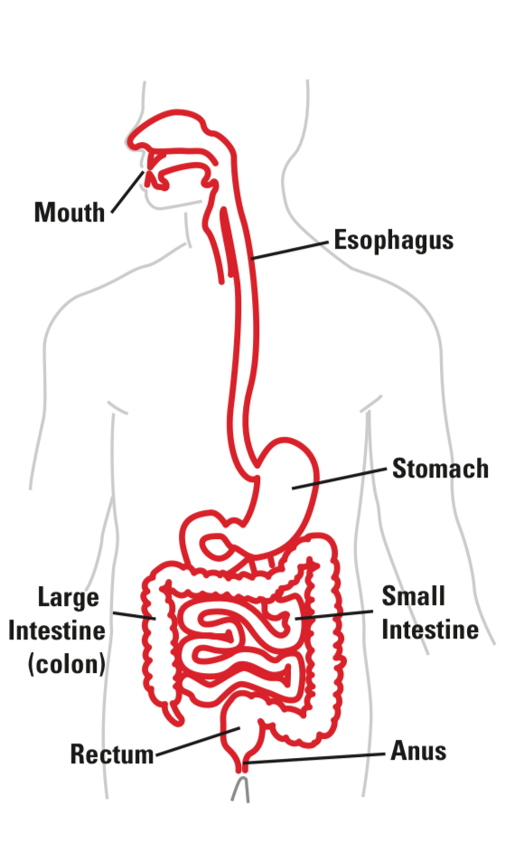 gastro bleeding