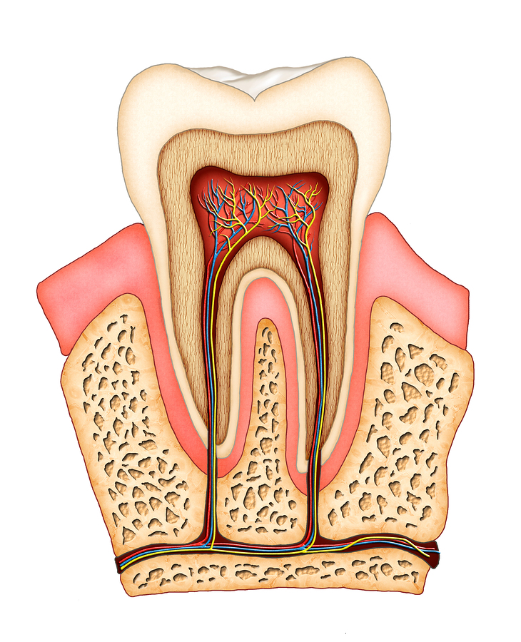 illustration of interior of tooth and gums showing nerves and root canals Manteca, CA