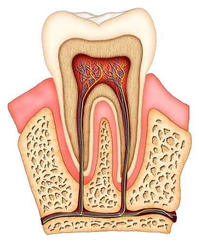 illustration showing interior of healthy tooth, nerves and tissue and root canal Boca Raton, FL dentist