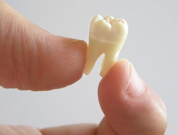 close up of person's thumb and forefinger holding extracted molar tooth, dentist in Sherman Oaks, CA tooth extraction close up of person's thumb and forefinger holding extracted molar tooth, dentist in Sherman Oaks, CA tooth extraction